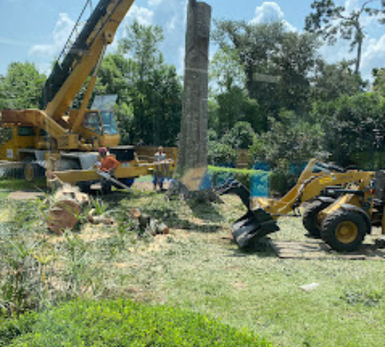 Large Tree Removal Services in Tallahassee