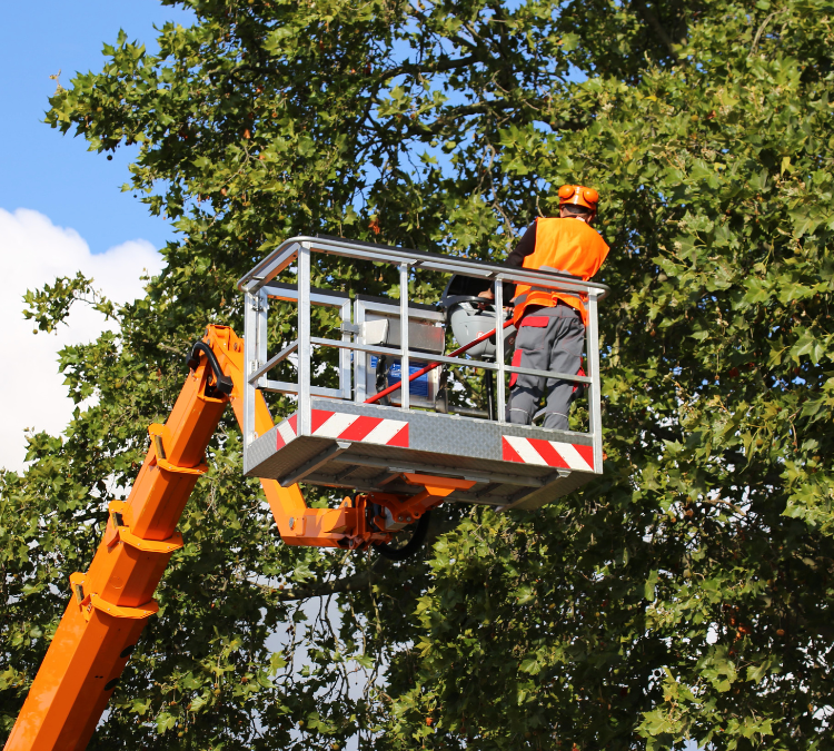 Tree Service in Tallahassee