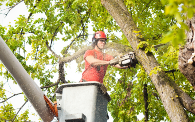 Can an affordable tree service be reliable?