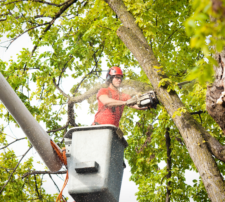 Can an affordable tree service be reliable?
