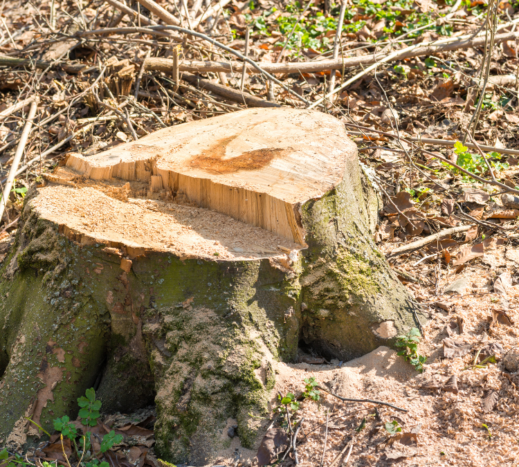 Stump Removal- 3 Reasons to Hire a Pro