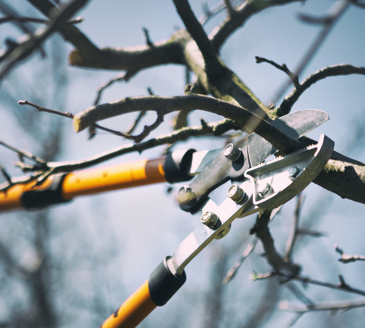 5 Benefits of Winter Pruning